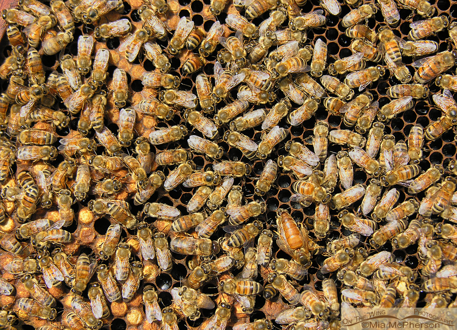 Honey Bees at a hive
