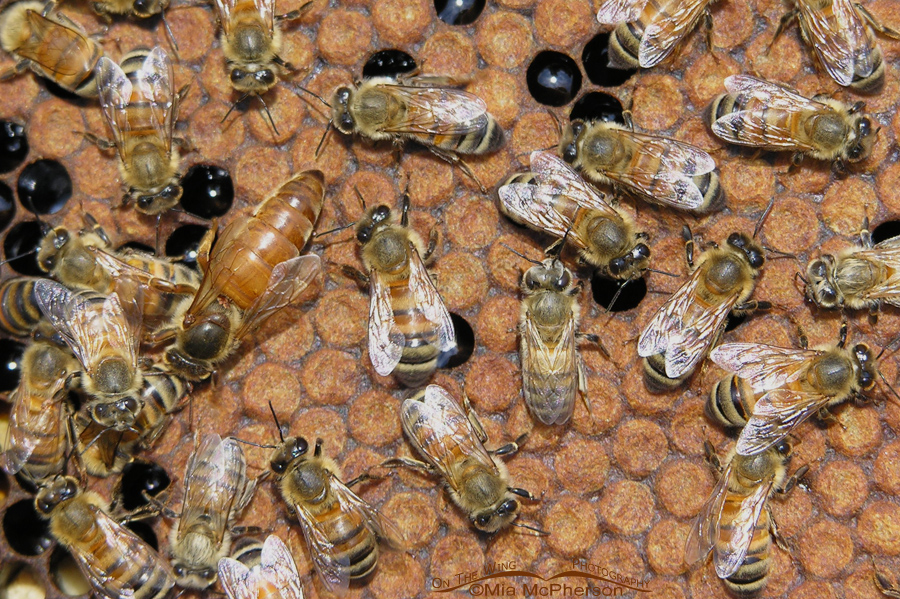 Workers Bees and the Queen