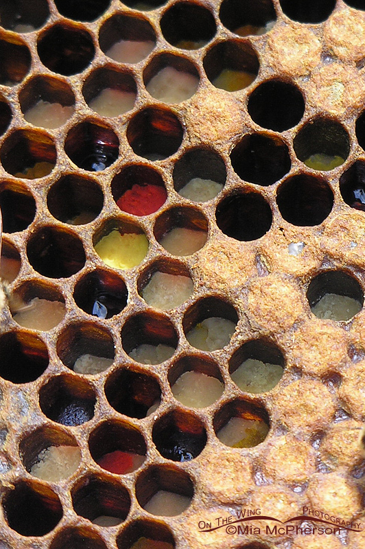 Honey comb with different colors of pollen visible in the cells