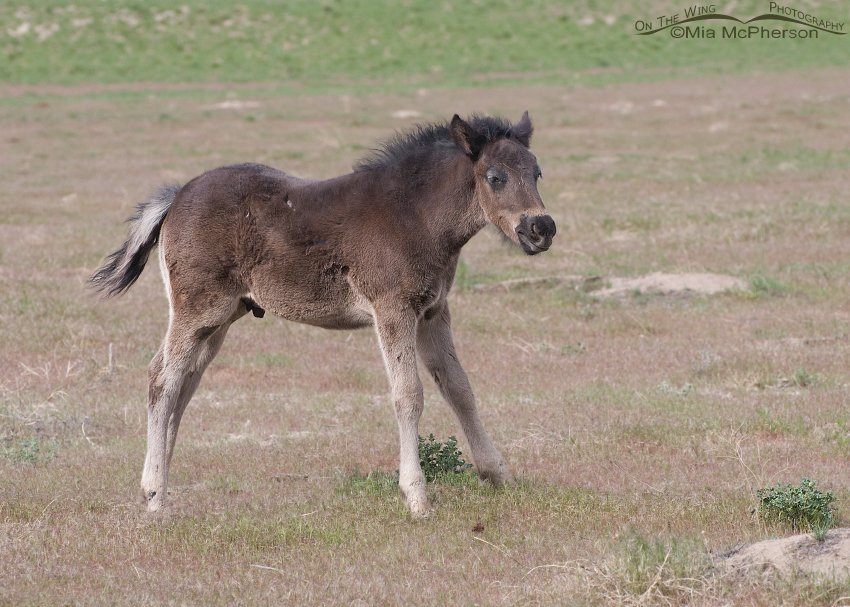 A wild Horse colt