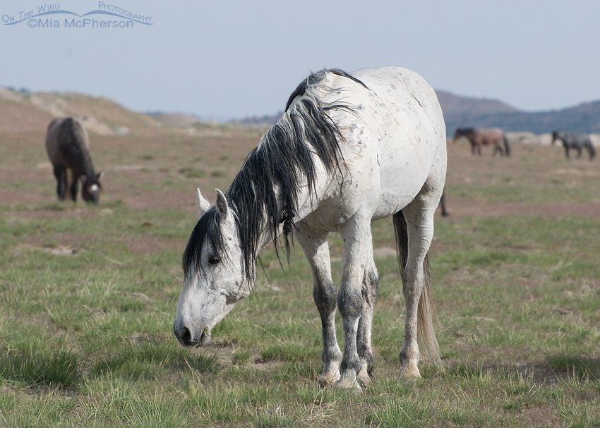Grazing wild Horses