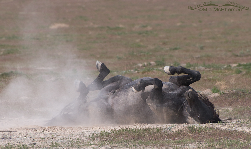 Wild Mustang rolling in the dust