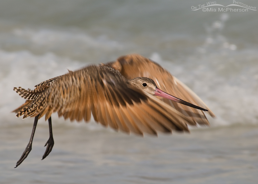 Marbled Godwit in flight