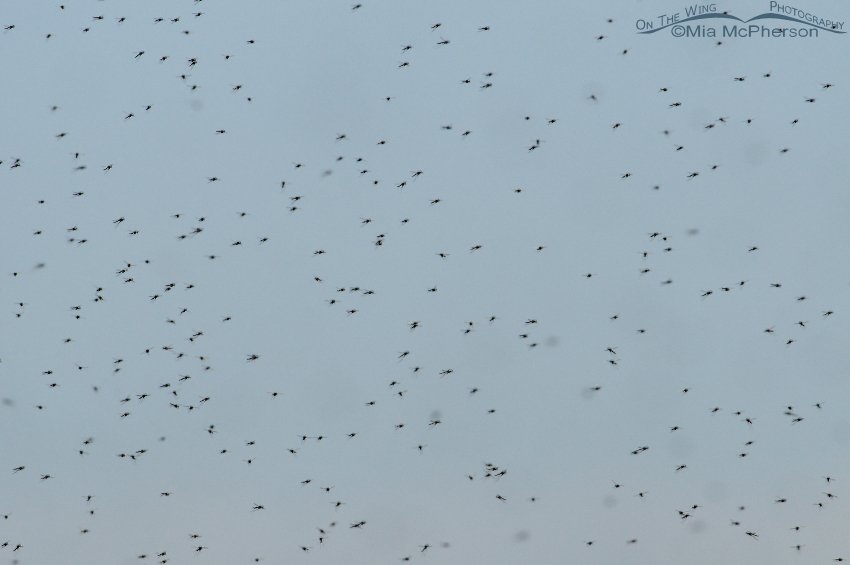 Swarm of Midges