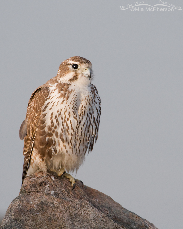 Early morning Prairie Falcon