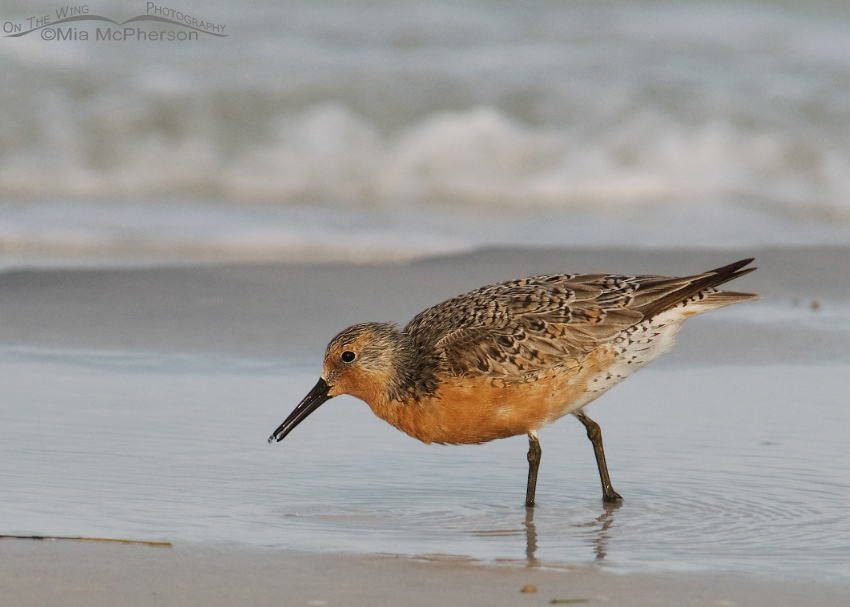 Red Knot feeding in early morning light