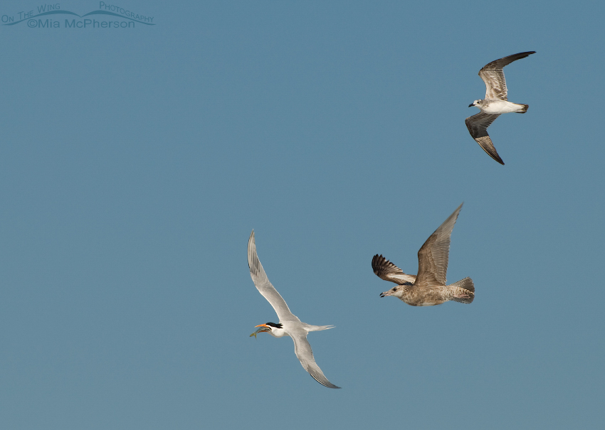 A Royal Tern with prey being chased by immature Laughing and Herring Gulls