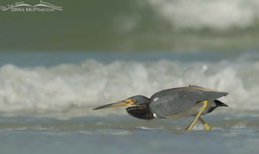 Crouched Tricolored Heron