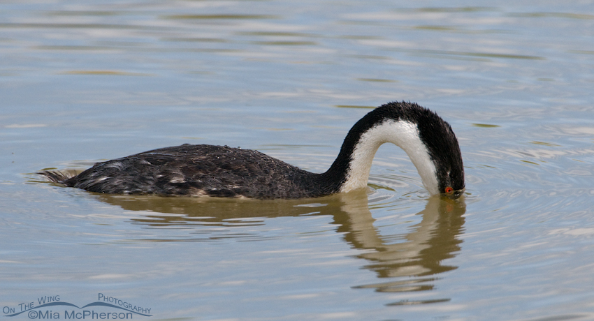 Western Grebe about to submerge under the water at Bear River Migratory Bird Refuge, Box Elder County, Utah