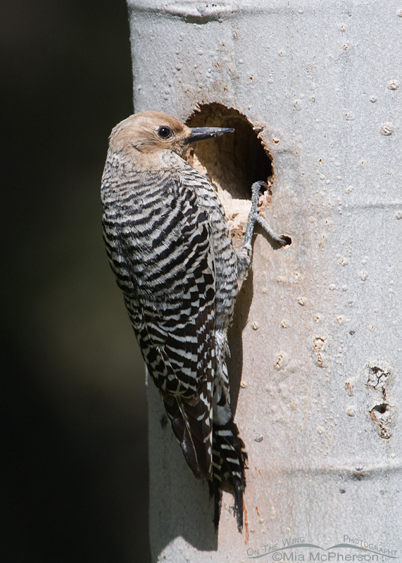 Female Williamson's Sapsucker checking out the nesting cavity