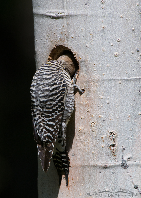 Williamson's Sapsucker female looking into the nesting cavity