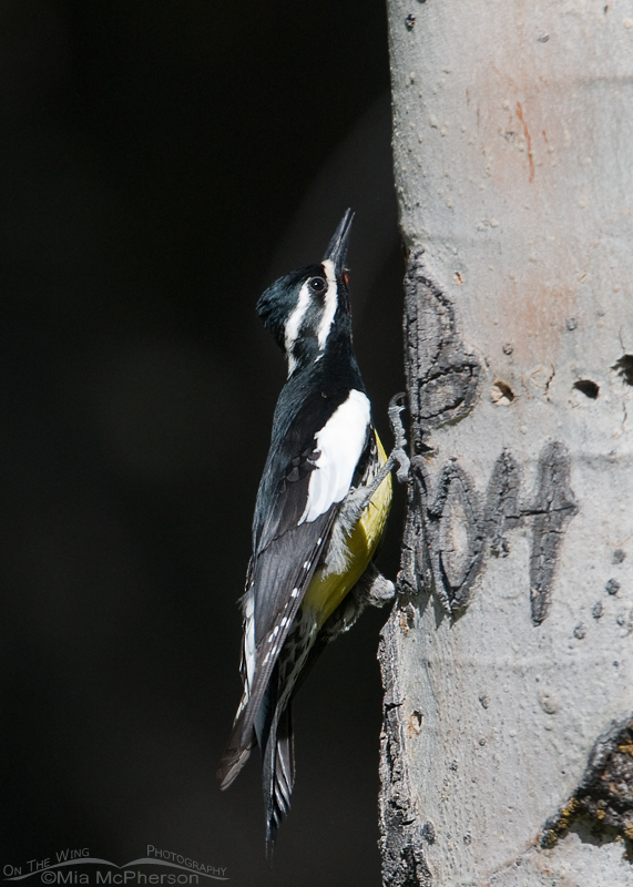 Male Williamson's Sapsucker just after his first appearance