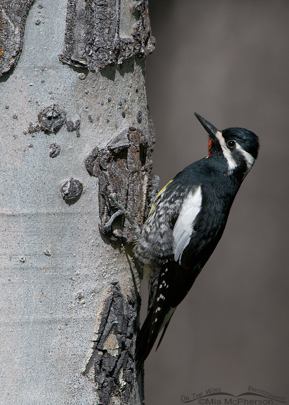 Male Williamson's Sapsucker on the nesting tree
