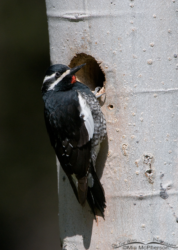 Male Williamson's Sapsucker at the nesting cavity