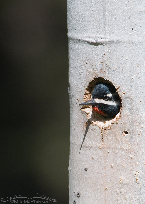 Male Williamson's Sapsucker in the nesting cavity