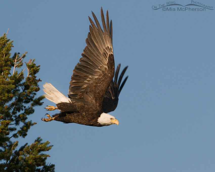 Bald Eagle lift off