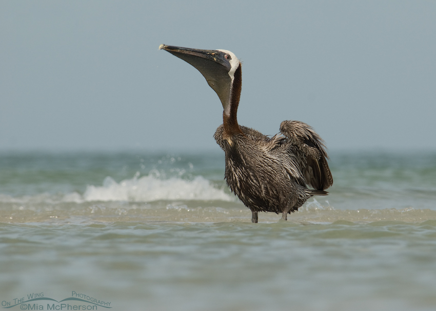 Brown Pelican in the surf