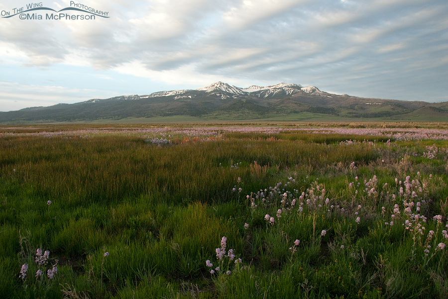 Wildflowers, clouds and Mt. Baldy, Red Rock Lakes National Wildlife Refuge, Centennial Valley, Beaverhead County, Montana