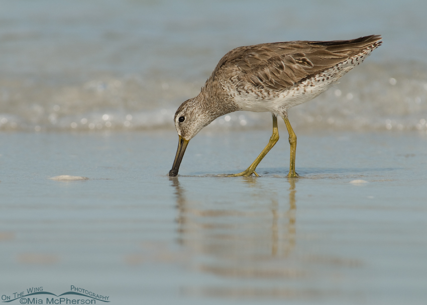 Short-billed Dowitcher feeding on the shore of the Gulf