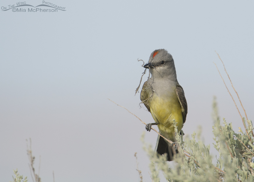 Western Kingbird with nesting material