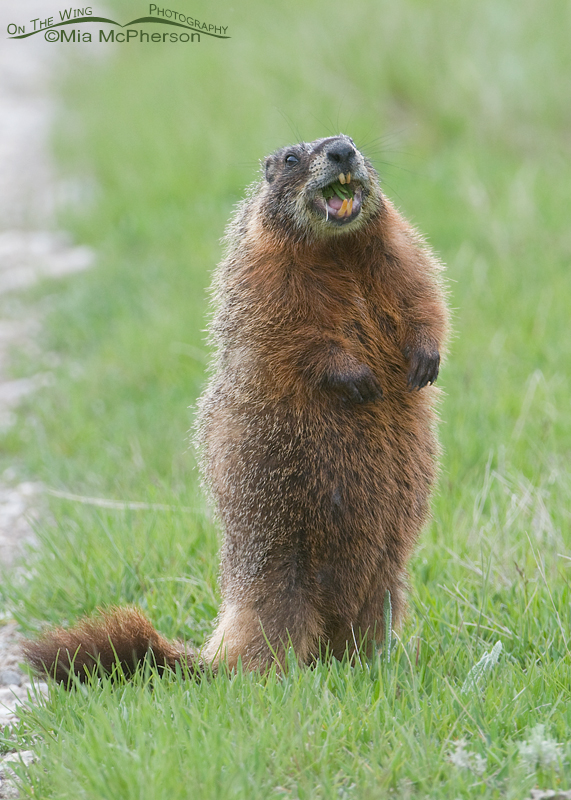 Montana Yellow-bellied Marmot - On The Wing Photography