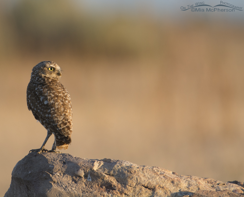 Adult Burrowing Owl at sunrise