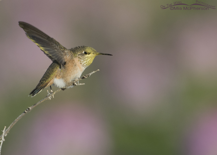 Calliope Hummingbird about to fly, Antelope Island State Park, Davis County, Utah