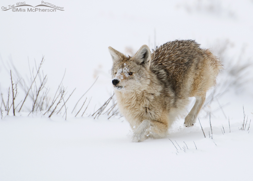 Pale Coyote running in the snow
