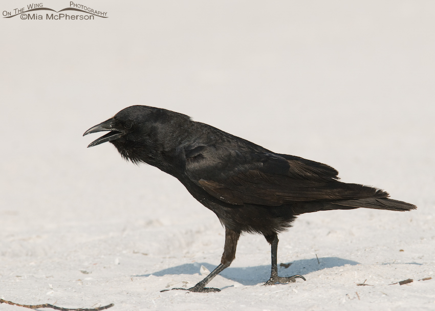 Calling Fish Crow