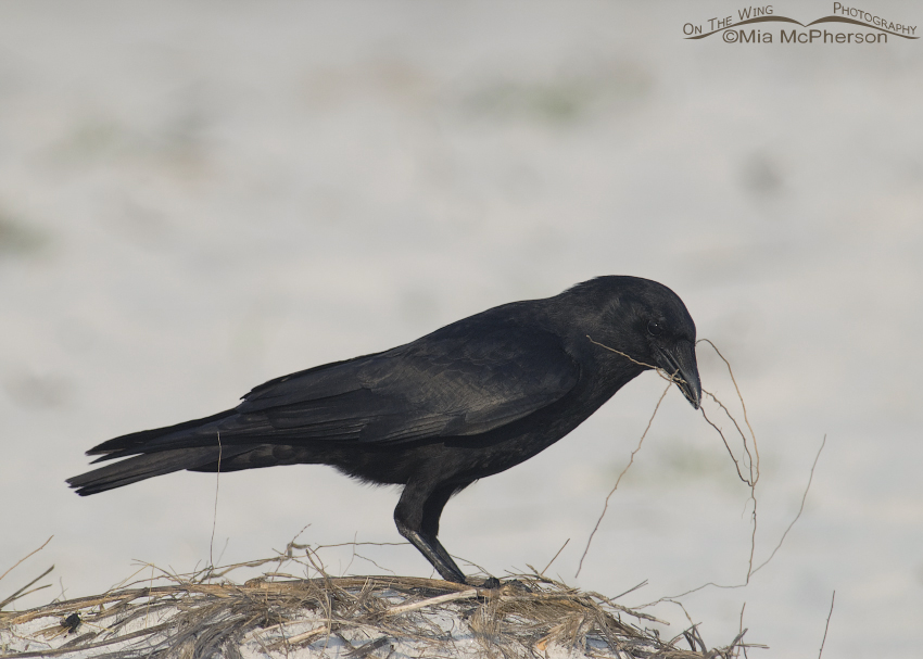 A Fish Crow with nesting materials