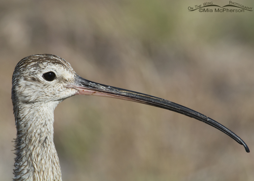 Close up of a male Long-billed Curlew