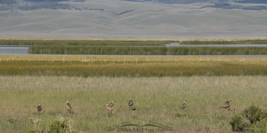 Flock of 7 Long-billed Curlews