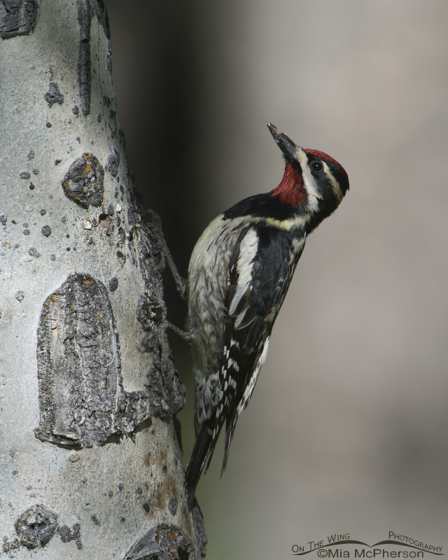 Adult male Red-naped Sapsucker, Targhee National Forest, Clark County, Idaho