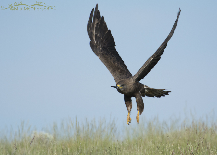 Dark morph Swainson's Hawk lifting off from a Montana hillside