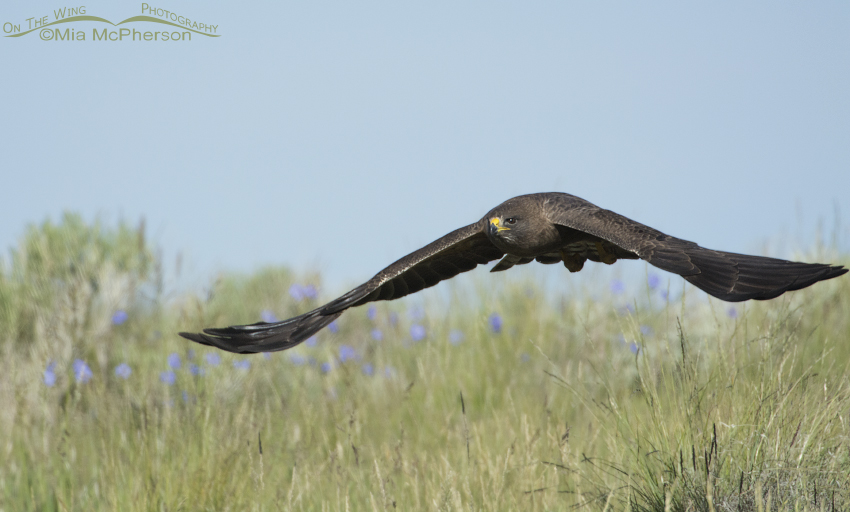 Dark morph Swainson's Hawk on the wing