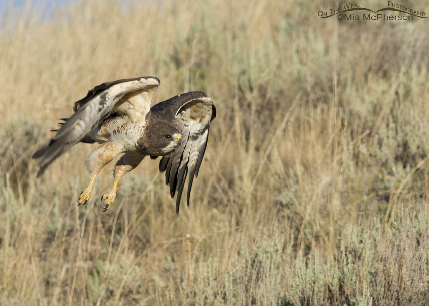 Swainson's Hawk gaining air speed