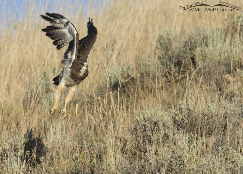 Swainson's Hawk lifting off from a grassy slope