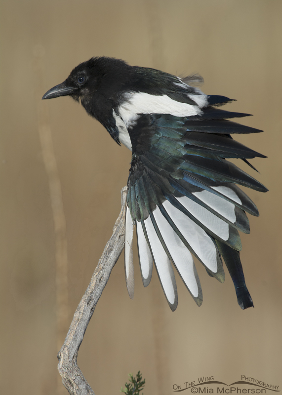 Juvenile Black-billed Magpie