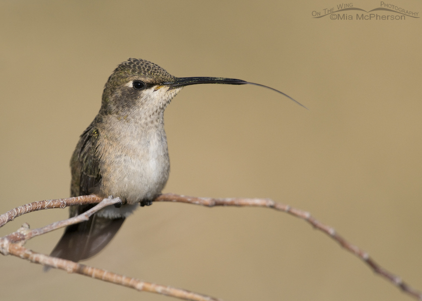 Black-chinned Hummingbird with its tongue showing