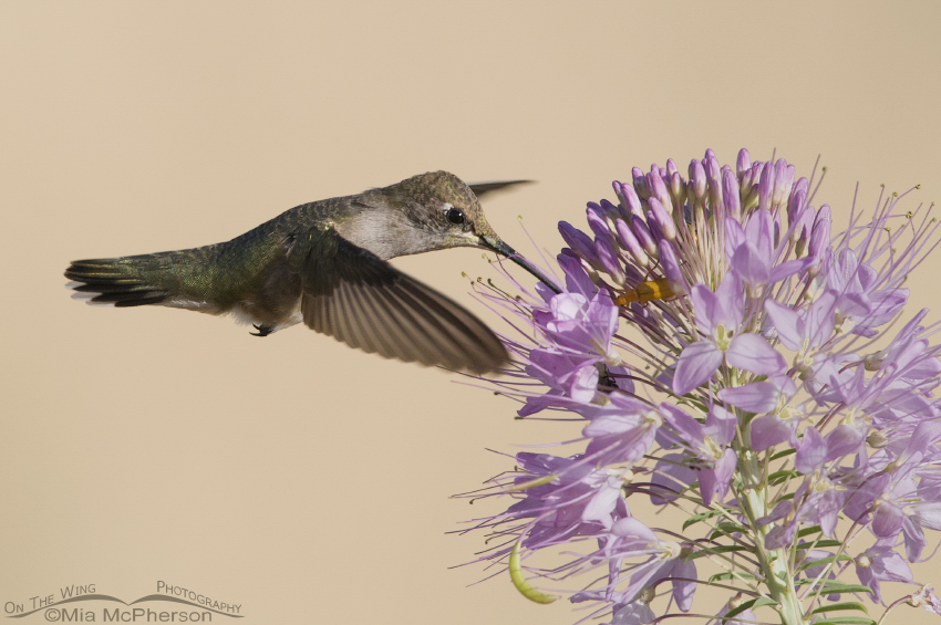 Black-chinned Hummingbird hovering at Rocky Mountain Bee Plant in August