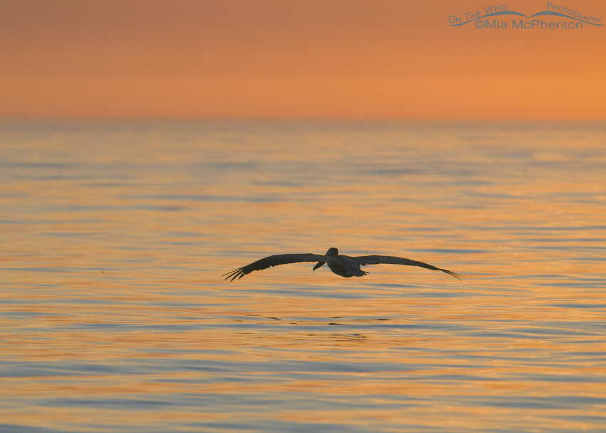 Brown Pelican flying into the sunset