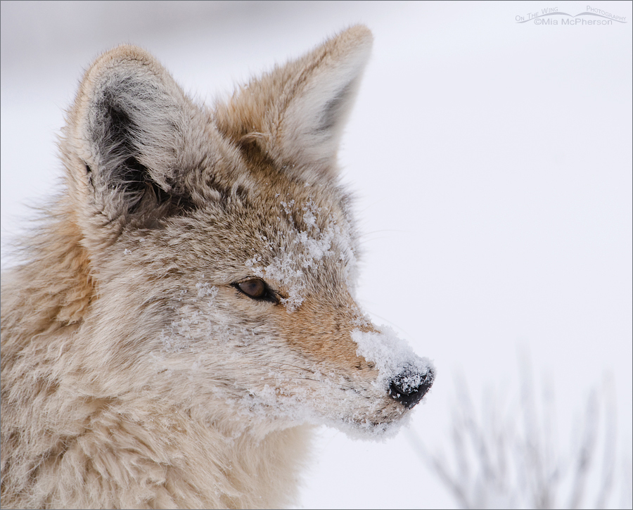 Snowy Coyote portrait
