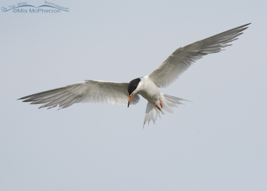 Hovering Forster's Tern