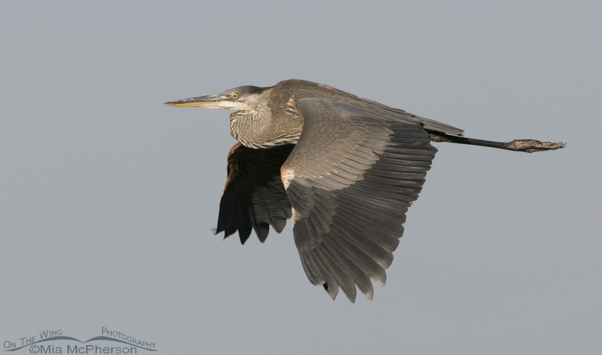Great Blue Heron's flight over Farmington Bay