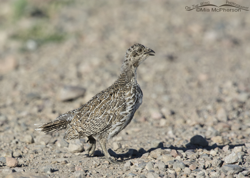 Greater Sage-Grouse chick crossing a road