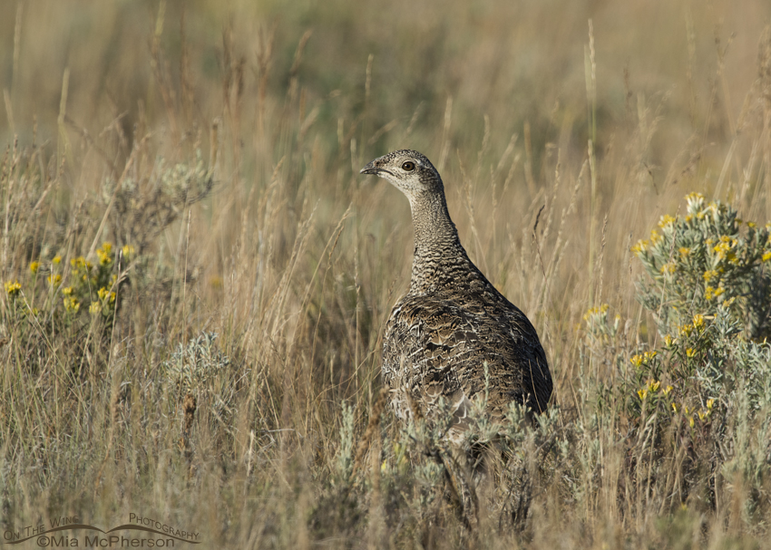 Greater Sage-Grouse, grasses and Rabbitbrush