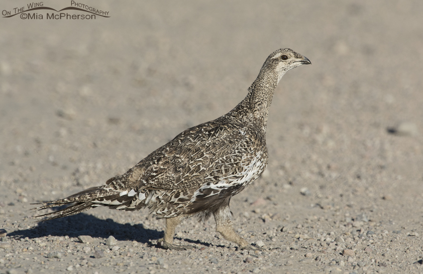 Greater Sage-Grouse adult crossing a road