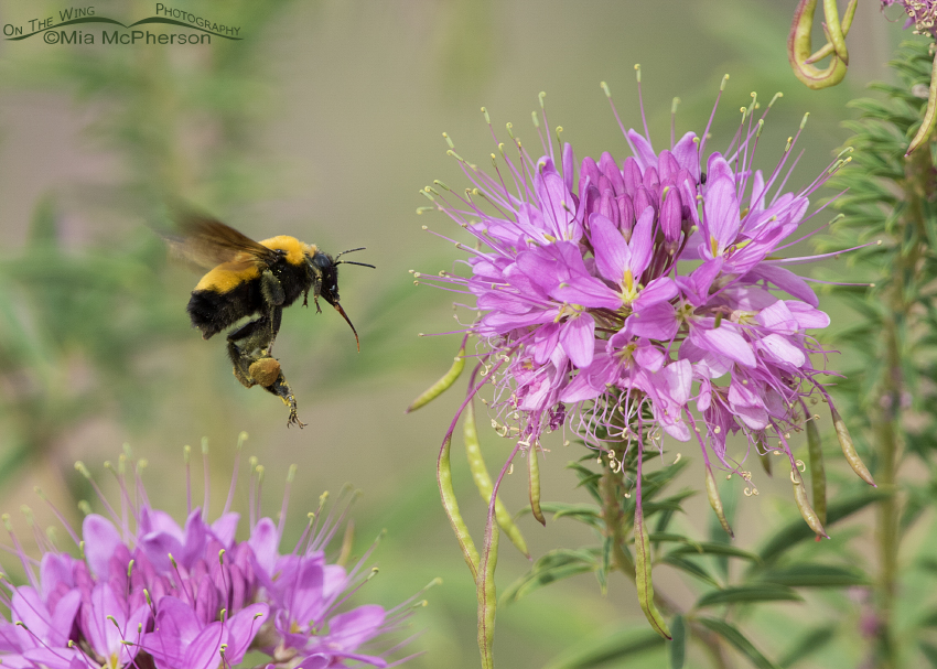 Nevada Bumble Bee in flight, Antelope Island State Park, Davis County, Utah