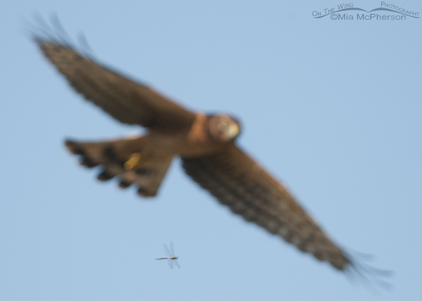 Northern Harrier photobombed by a Dragonfly