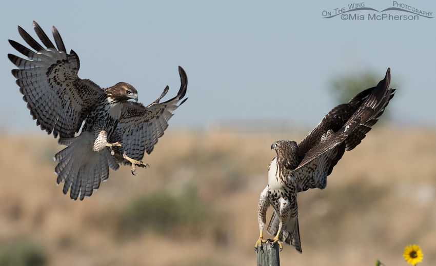 Fighting Red-tailed Hawk juveniles